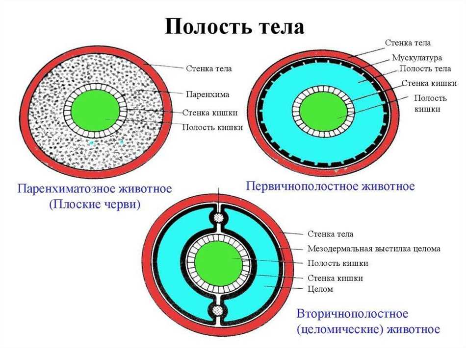 Размножение червей с полостью тела