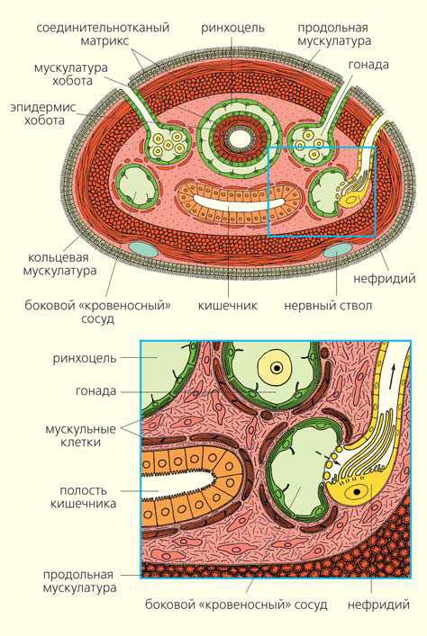 У каких червей появляется полость тела?