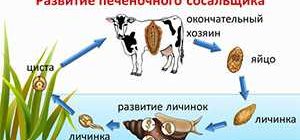 Какими сосальщиками являются промежуточные хозяева?