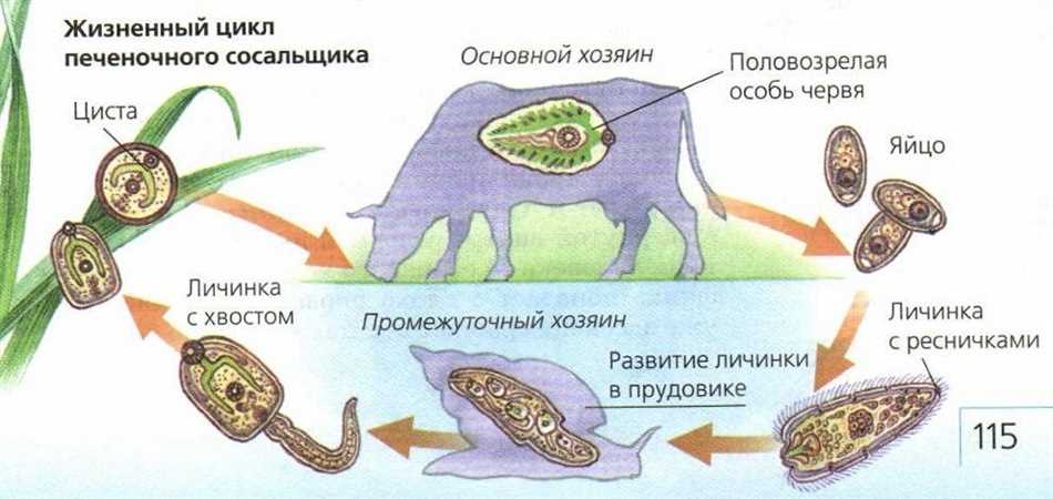 Взаимодействие сосальщиков и промежуточных хозяев в природе