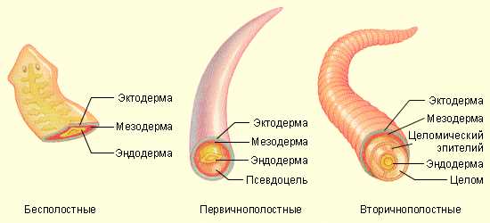 Округлые черви