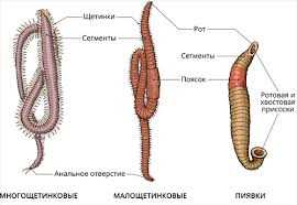 Нематоды: черви со вторичной полостью тела