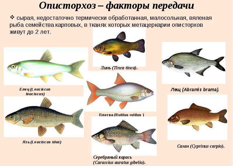 Щука: интересные факты и полезные свойства