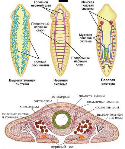 Типы плоских червей