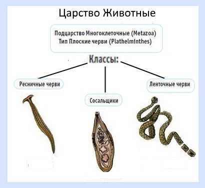 Являются ли ленточные черви и сосальщики паразитами у человека?