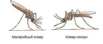 Зачем нужны малярийные комары?