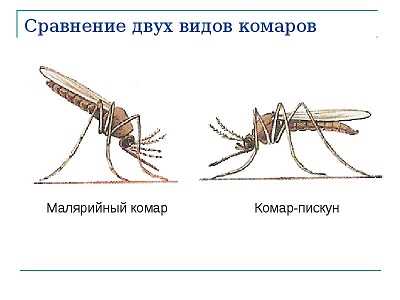 Зачем нужны малярийные комары?