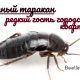 Бывают ли черные тараканы?