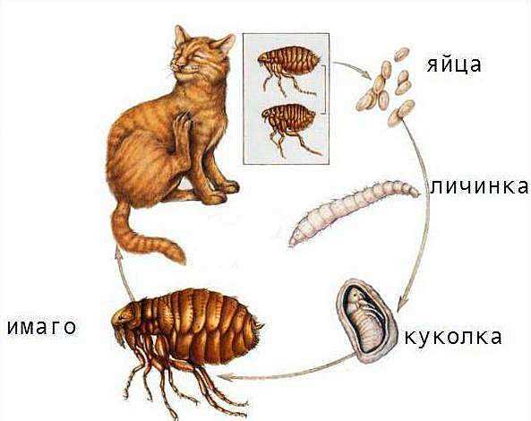 Аллергические реакции