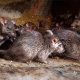 Чего опасаются крысы больше всего? Ужасающие страхи и их влияние на поведение