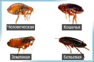 Описание симптомов и проблем, возникающих при заражении земляными блохами у кошек