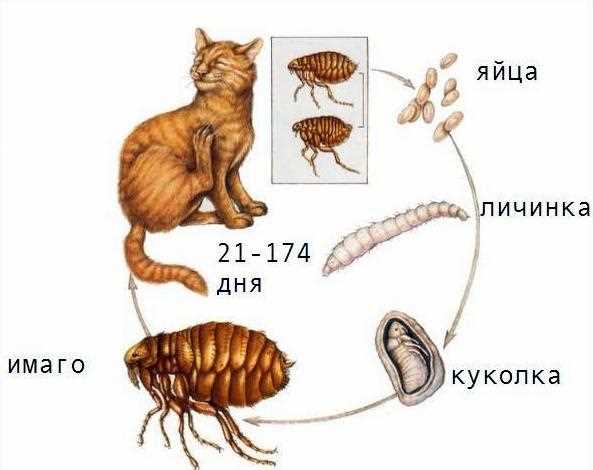 Как правильно обработать кота от блох