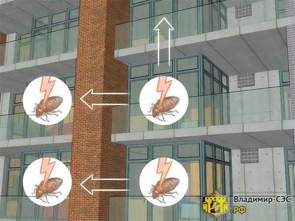 Чем обработать квартиру от клопов для профилактики?