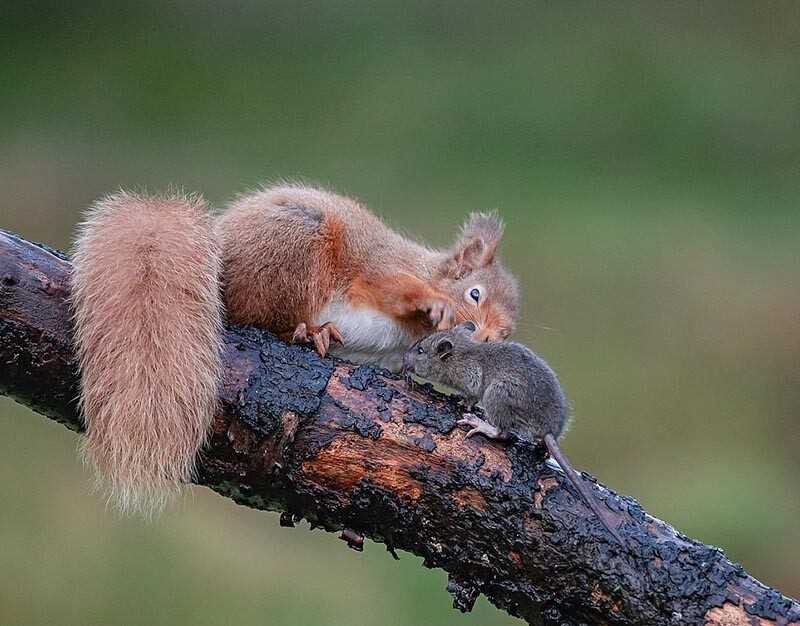 Размножение и семейный уклад