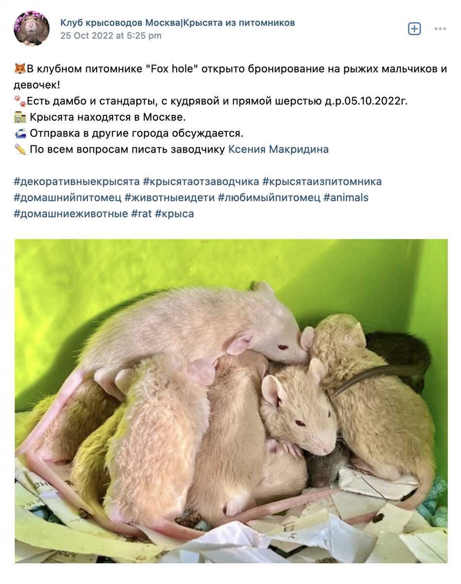 Чем питаются крысати?