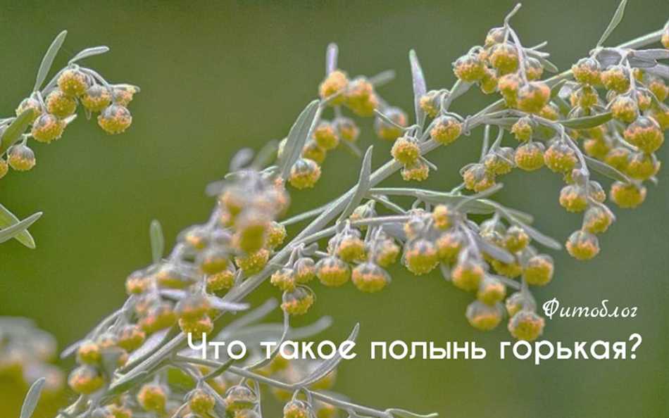 Чем полынь отличается от чернобыльника?