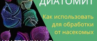 Эффективные способы уничтожения земляных блох во дворе: выбирайте лучшее решение!