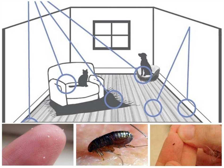 Опасность земляных блохов для здоровья человека и животных