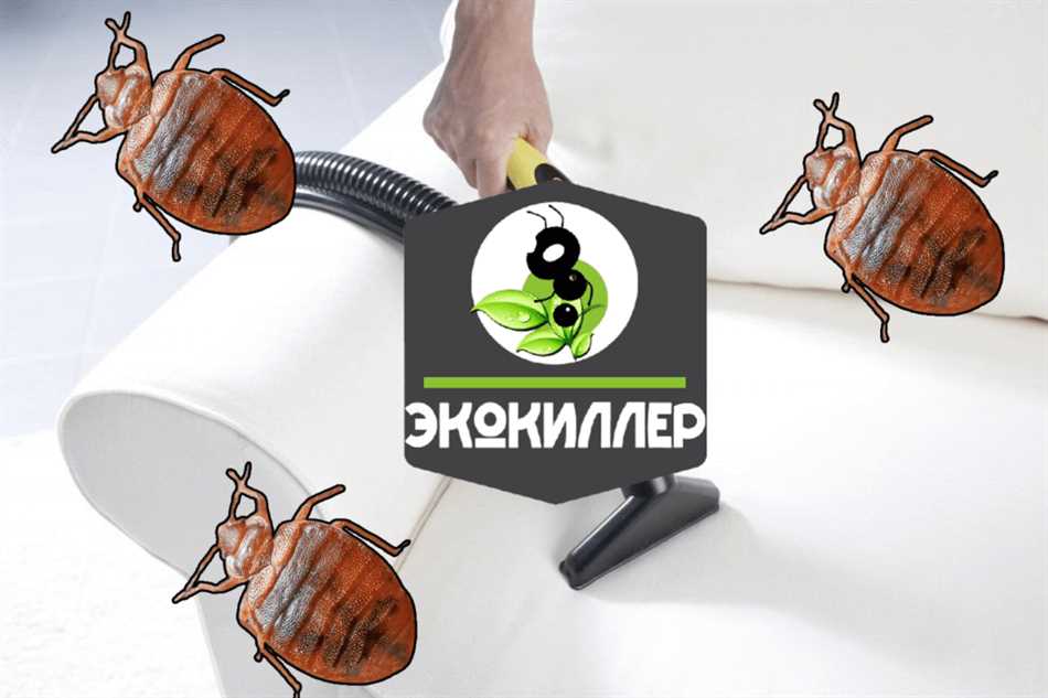 Чем убирают клопов в квартире обработка?