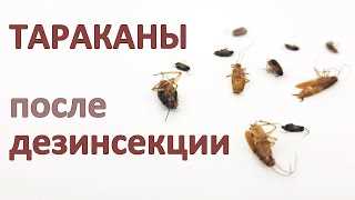 Сколько времени нужно оставить помещение после обработки?