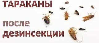 Как долго нужно ждать после обработки квартиры от тараканов?