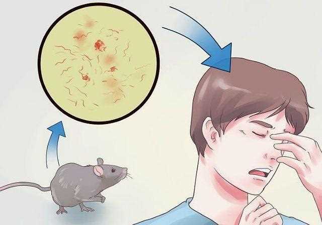 Меры предосторожности и лечение после укуса домашней крысы