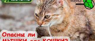 Последствия для кошки, если она съест мышь, поедавшую яд