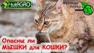 Что будет если кошка съест мышь которая съела яд?