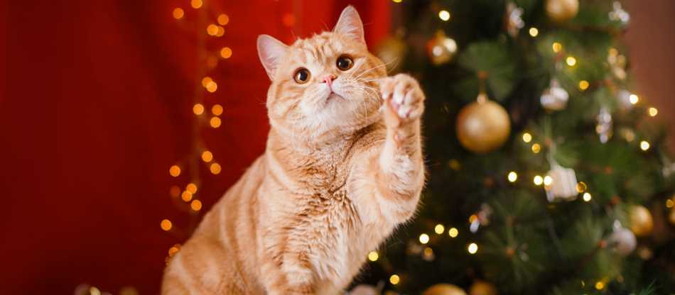 Что будет если кот съел фольгу?