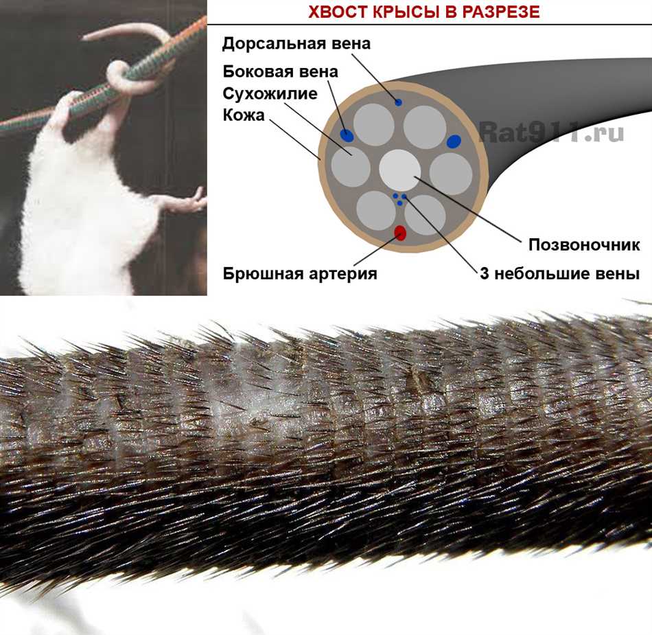 Что будет если крысе оторвать хвост?