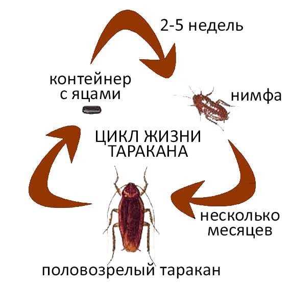 Аллергические реакции и проблемы с дыханием