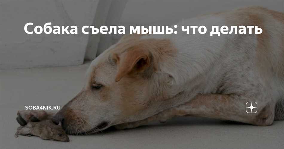 Последствия отравления собакой мышьим ядом