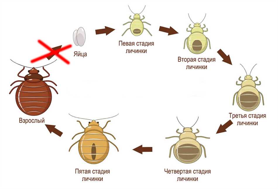 Заголовок 5