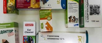 Что дать коту при отравлении из человеческих лекарств?