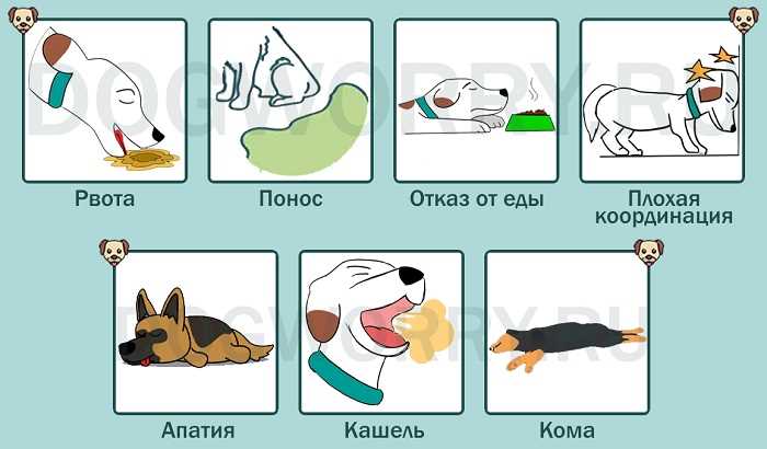 Почему человеческие лекарства могут быть опасными для собак