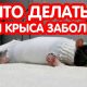 Что делать, если крыса заболела? Как помочь больному питомцу?