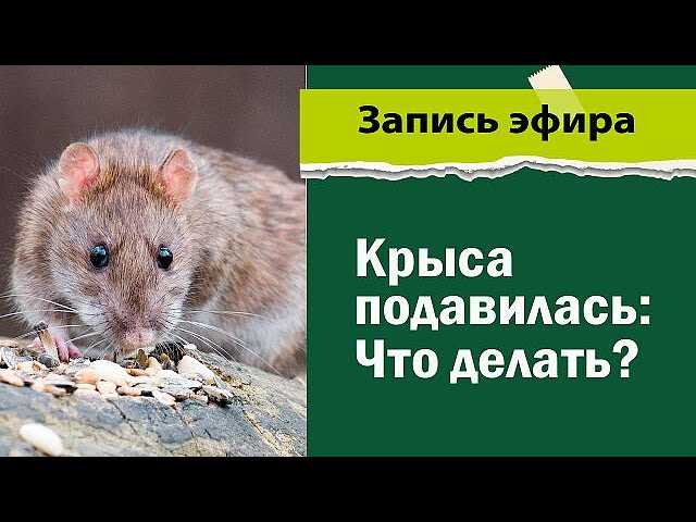 Что делать если крыса задыхается?