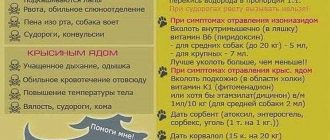 Что делать, если собака отравилась крысиным ядом: симптомы и лечение