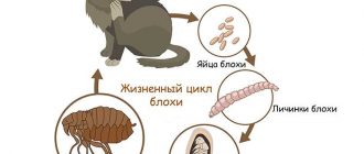 Что делать, если у кошки блохи? Лучшие способы борьбы и профилактики