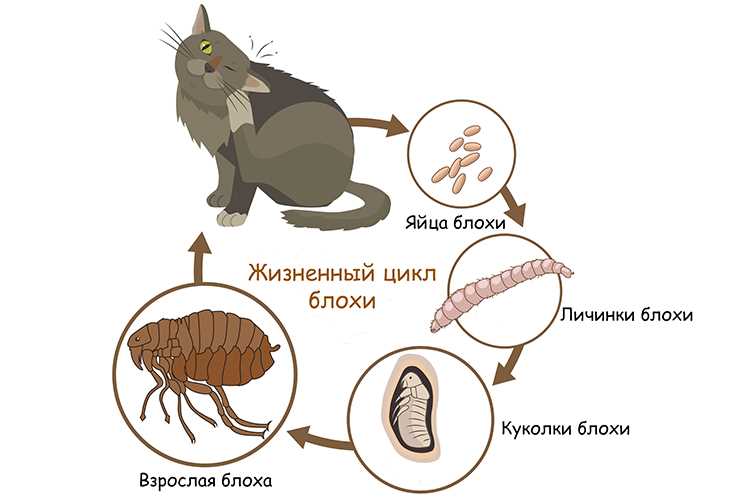 Что делать если у кошки блохи?