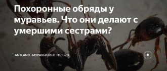 Что происходит с телами погибших муравьев? Ответ муравьев на смерть своих товарищей