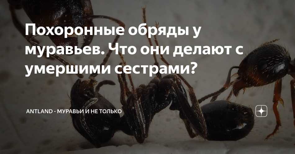 Что делают муравьи с погибшими муравьями?