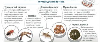 Выбор кормовых насекомых: тараканы или сверчки - что лучше?