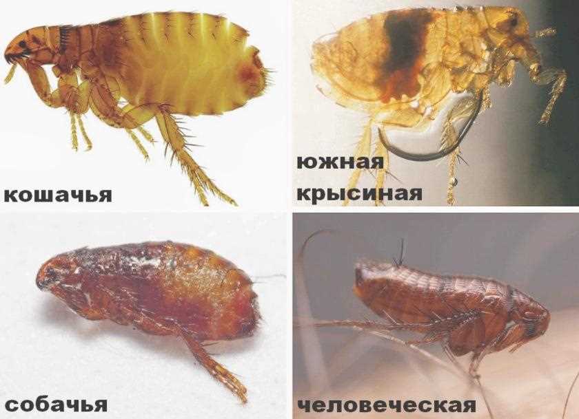 4. Профессиональная помощь.