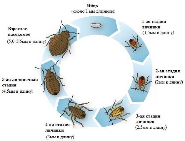 Что может быть в квартире из насекомых?