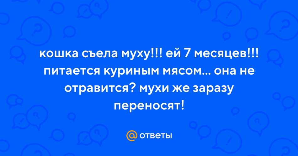 Что может случиться если кот съел муху?