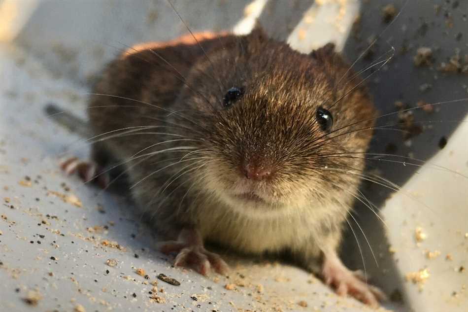 Что не могут прогрызть мыши?