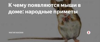 Что означает наличие мышей в доме: причины, значение и способы устранения