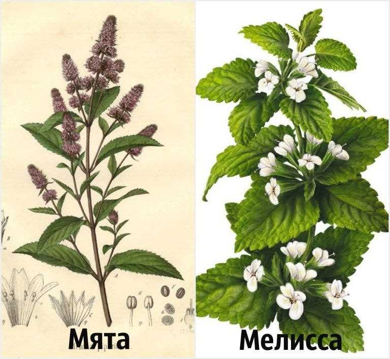 Листья березы