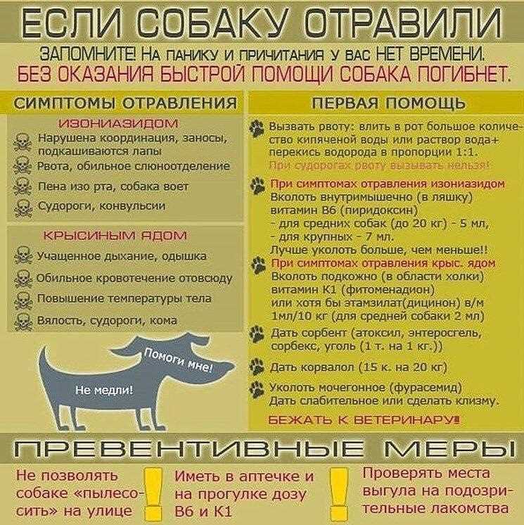 Что происходит если собаку отравился?